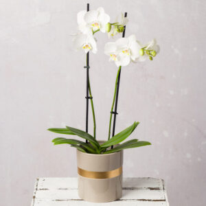 White Orchid in Ceramic Pot