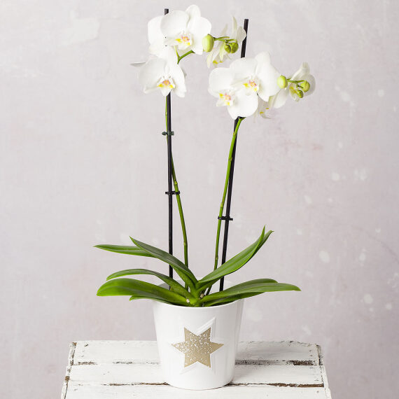 White Phalaenopsis Orchid in Star Pot