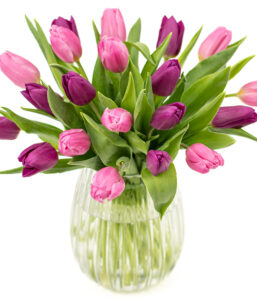 Simply Tulips