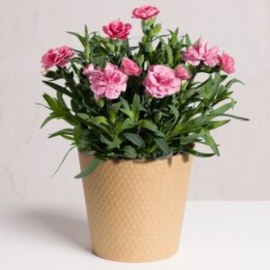 Pink Carnation Plant