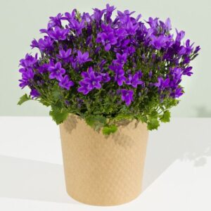 Purple Campanula Plant